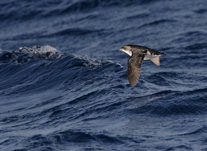 South Georgia Diving-Petrel (Pelecanoides georgicus) photo image