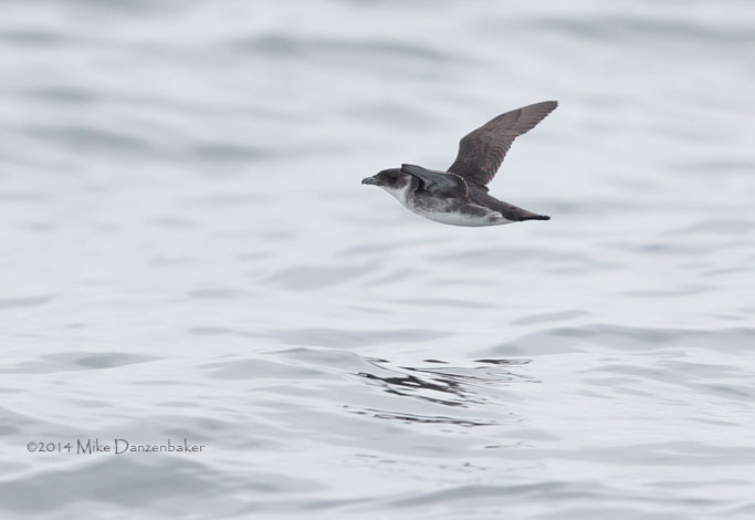 Peruvian Diving-Petrel (Pelecanoides garnotii) photo