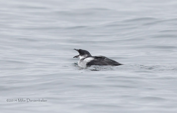 Peruvian Diving-Petrel (Pelecanoides garnotii) photo