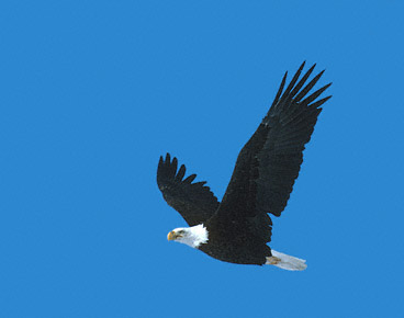 Bald Eagle (Haliaeetus leucocephalus) photo image