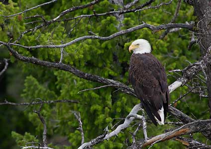 Bald Eagle (Haliaeetus leucocephalus) photo image