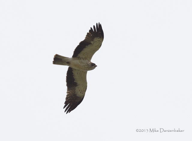 Booted Eagle (Hieraaetus pennatus) photo