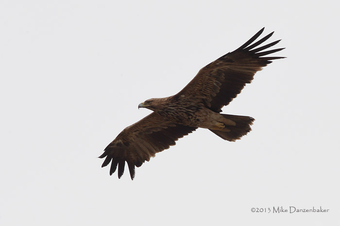 Eastern Imperial Eagle (Aquila heliaca) photo