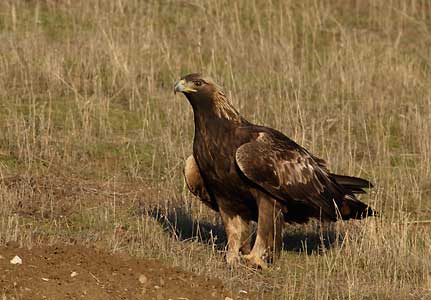 Golden Eagle (Aquila chrysaetos) photo image