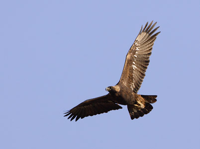 Golden Eagle (Aquila chrysaetos) photo image