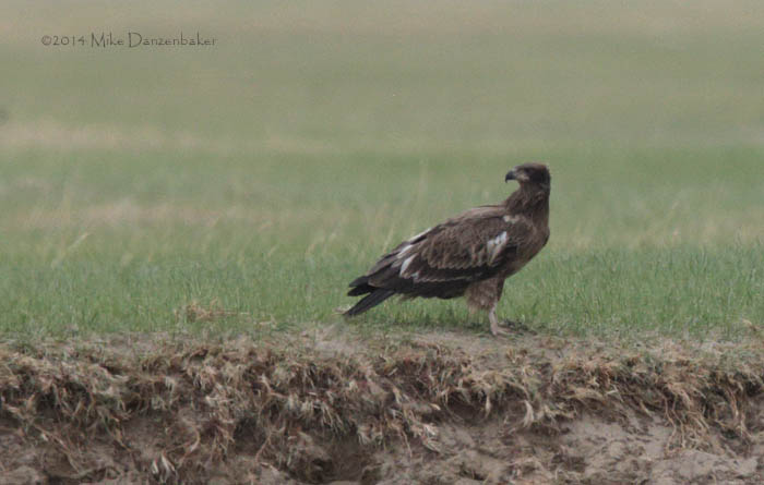 Pallas's Fish Eagle (Haliaeetus leucoryphus) photo