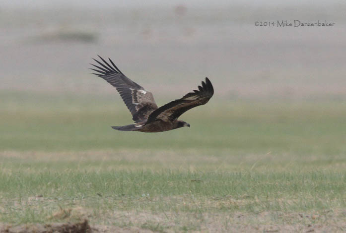 Pallas's Fish Eagle (Haliaeetus leucoryphus) photo