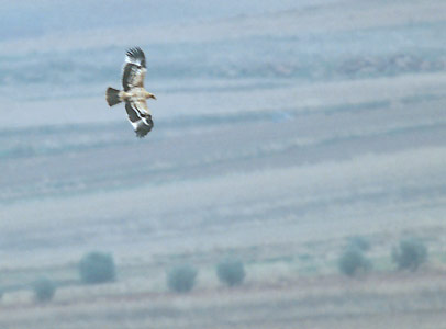 Spanish Imperial Eagle (Aquila adalberti) photo