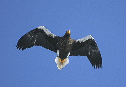 Steller's Sea-Eagle (Haliaeetus pelagicus) photo image