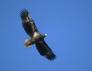 Steller's Sea-Eagle (Haliaeetus pelagicus) photo image