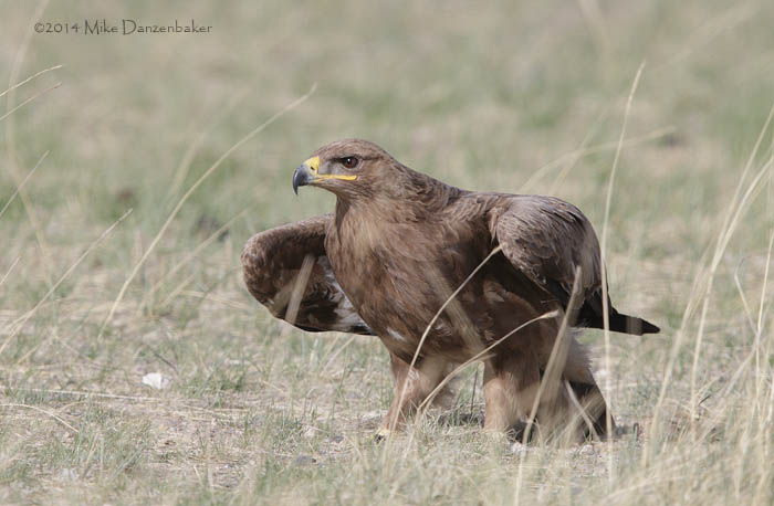 Steppe Eagle (Aquila nipalensis) photo image