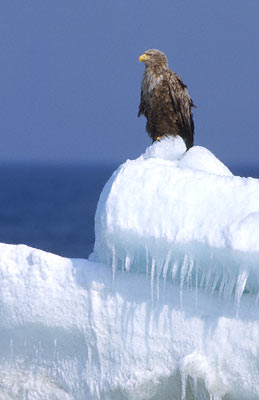 White-tailed Eagle (Haliaeetus albicilla) photo image