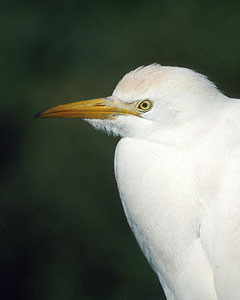 Cattle Egret (Bubulcus ibis) photo image