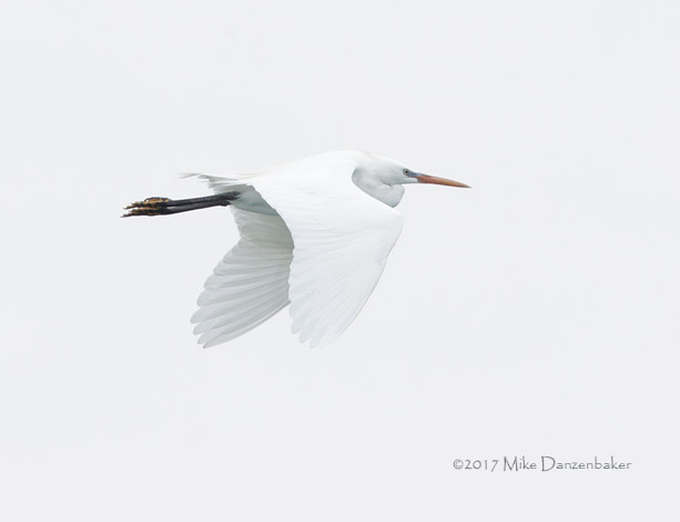 Chinese Egret (Egretta eulophotes) photo