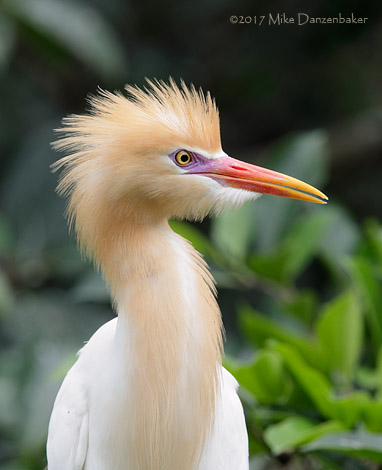 Eastern Cattle Egret (Bubulcus coromandus) photo