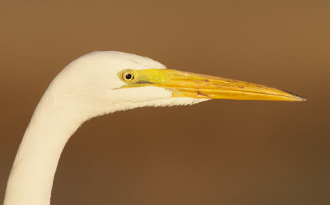 Great Egret (Ardea alba) photo