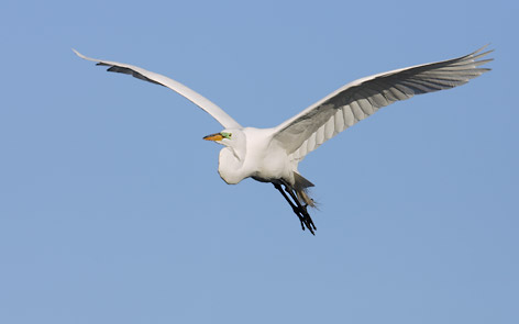Great Egret (Ardea alba) photo