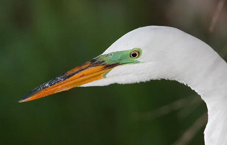 Great Egret (Ardea alba) photo image