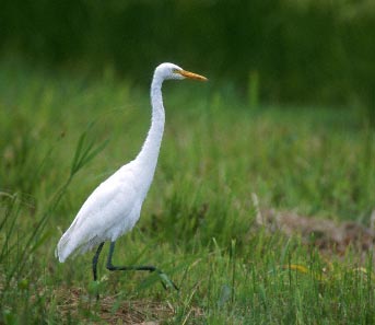 Intermediate Egret (Egretta intermedia) photo image