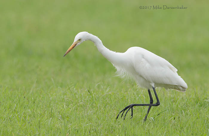 Intermediate Egret (Egretta intermedia) photo image