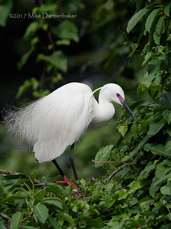 Little Egret (Egretta garzetta) photo image