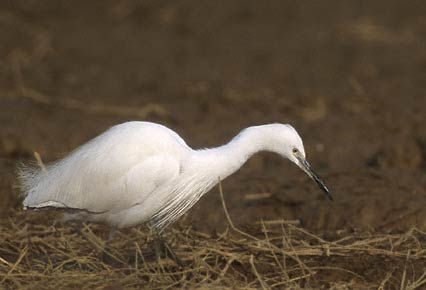 Little Egret (Egretta garzetta) photo image