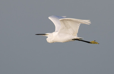 Little Egret (Egretta garzetta) photo image
