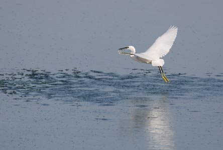 Little Egret (Egretta garzetta) photo image