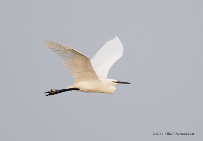 Little Egret (Egretta garzetta) photo image