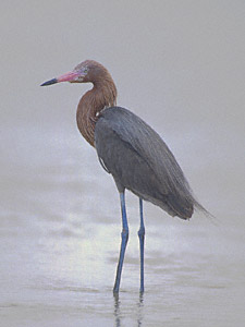 Reddish Egret (Egretta rufescens) photo