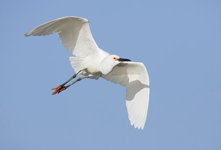 Snowy Egret (Egretta thula) photo image