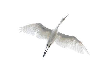 Snowy Egret (Egretta thula) photo image