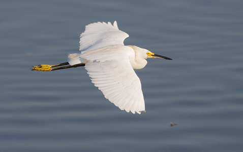 Snowy Egret (Egretta thula) photo