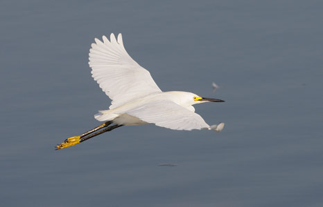 Snowy Egret (Egretta thula) photo