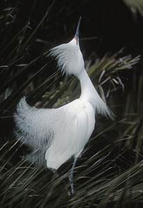 Snowy Egret (Egretta thula) photo image