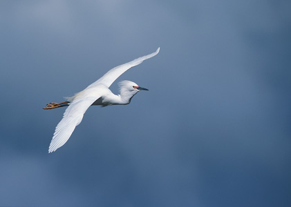 Snowy Egret (Egretta thula) photo image