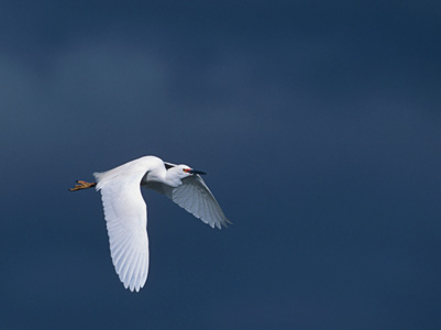 Snowy Egret (Egretta thula) photo image