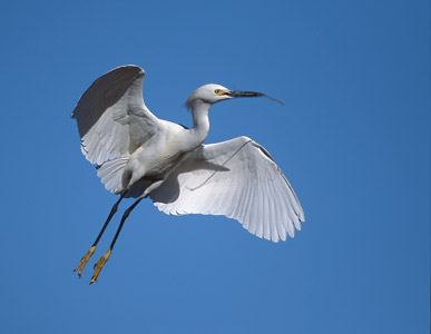 Snowy Egret (Egretta thula) photo image