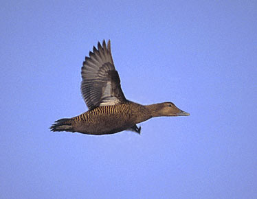 Common Eider (Somateria mollissima) photo image