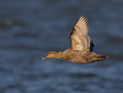 Common Eider (Somateria mollissima) photo image