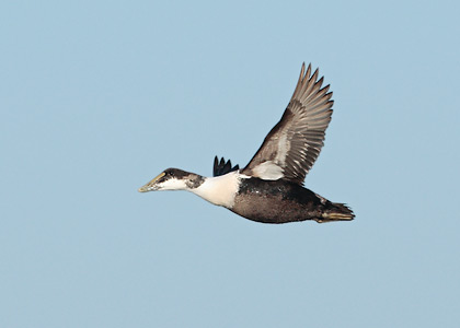 Common Eider (Somateria mollissima) photo image