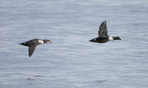 Common Eider (Somateria mollissima) photo image