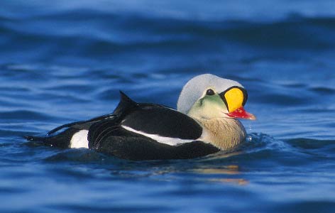King Eider (Somateria spectabilis) photo image