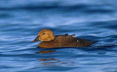 King Eider (Somateria spectabilis) photo image