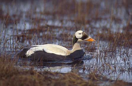 Spectacled Eider (Somateria fischeri) photo image