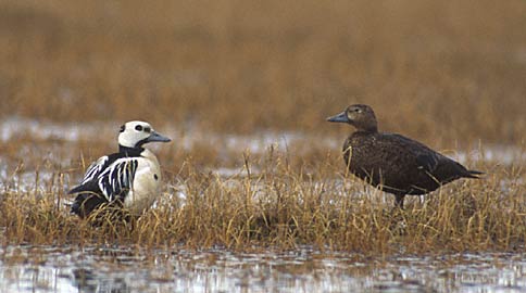 Steller's Eider (Polysticta stelleri) photo image