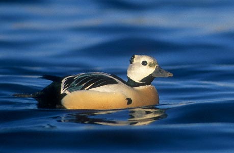Steller's Eider (Polysticta stelleri) photo image