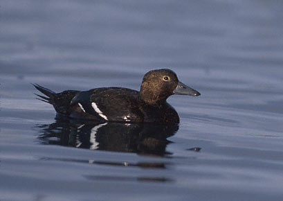 Steller's Eider (Polysticta stelleri) photo image