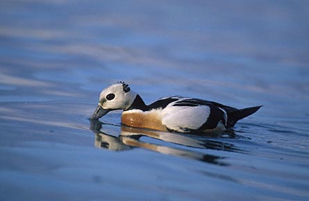 Steller's Eider (Polysticta stelleri) photo image
