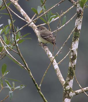 Lesser Elaenia (Elaenia chiriquensis) photo image